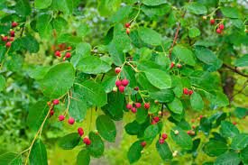 Buah Liar Yang Kaya Nutrisi Dan Manfaat Buah Liar Yang Kaya Nutrisi Dan Manfaat