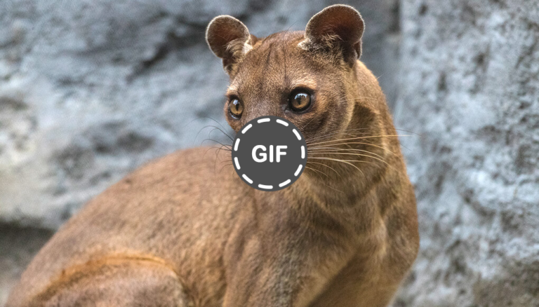 Beauty Predator Puncak Madagaskar 2025