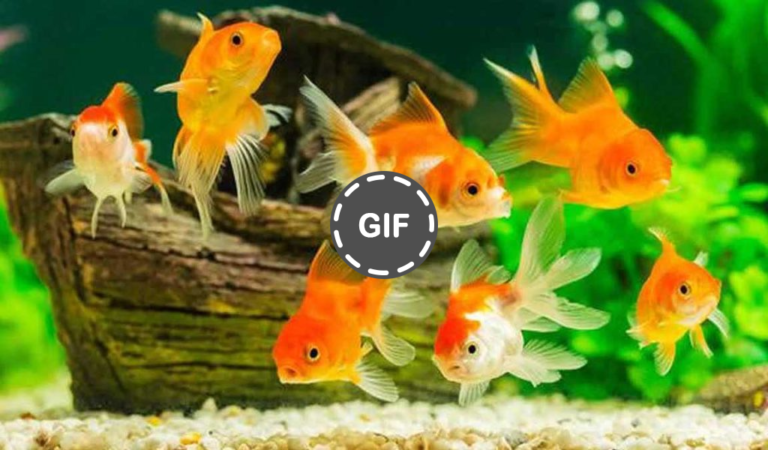 Cara Merawat Ikan Hias Agar Hidup Lama Dan Sehat » Dashofinsight