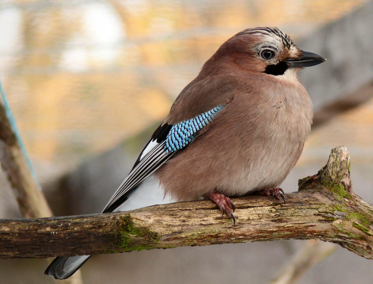 Burung Cerdas Peniru Suara Alam Yang Menakjubkan Dunia » Dashofinsight Burung Cerdas Peniru Suara Alam Yang Menakjubkan Dunia » Dashofinsight
