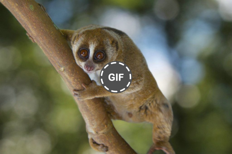 5 Fakta Menarik, Habitat, Dan Cara Preserving It