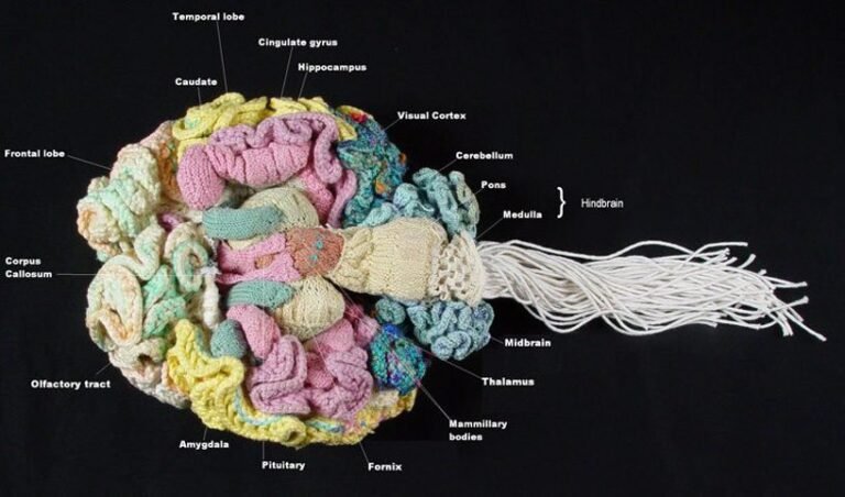 Behold an Anatomically Correct Replica of the Human Brain, Knitted by a Psychiatrist Behold an Anatomically Correct Replica of the Human Brain, Knitted by a Psychiatrist