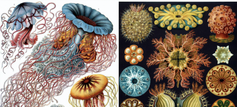 Ernst Haeckel’s Sublime Drawings of Flora & Fauna: The Beautiful Scientific Drawings That Influenced Europe’s Art Nouveau Movement (1889)