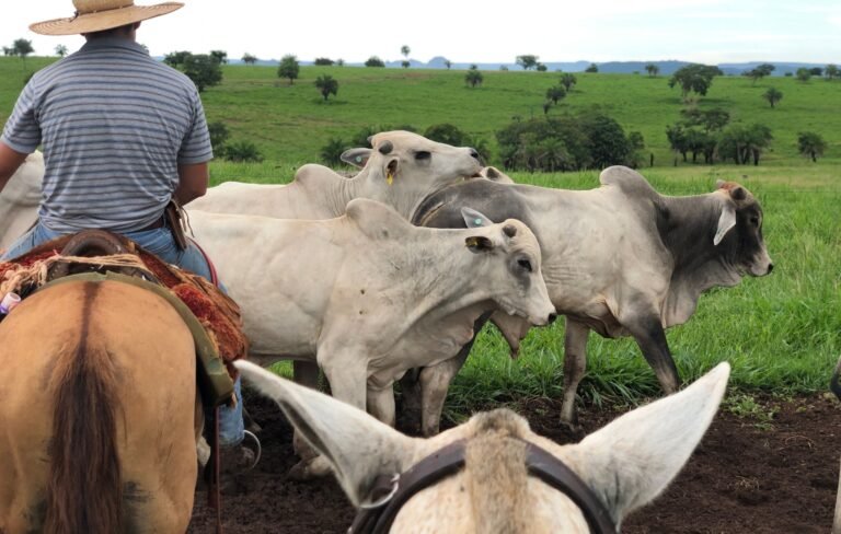 Cowboy Diplomacy: Ranchers Reject Tariff Rhetoric