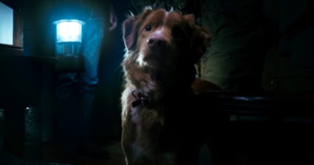 Good Boy review – a pooch perfect ghostly tale