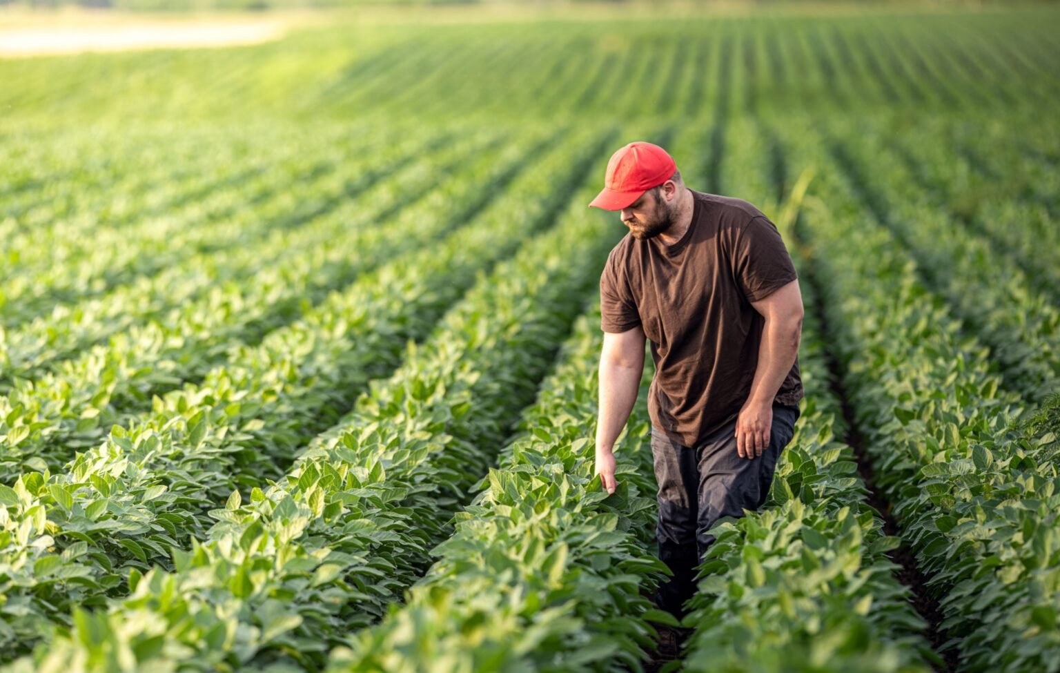 Sow a Trade War, Harvest a Farm Crisis
