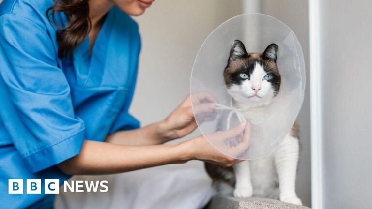 Vets should be made to publish prices, competition watchdog says