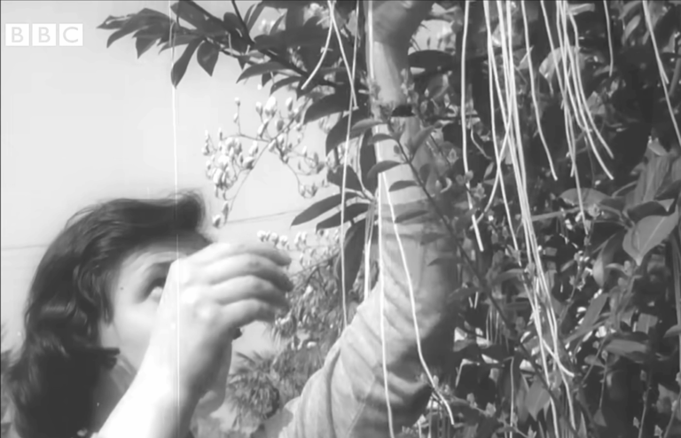 The 1957 “Spaghetti-Grows-on-Trees” Hoax: One of TV’s First April Fools’ Day Pranks The 1957 “Spaghetti-Grows-on-Trees” Hoax: One of TV’s First April Fools’ Day Pranks