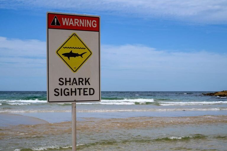 Teenage Boy Critically Injured in Attack by ‘Large Shark’