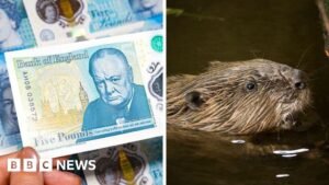Banknotes, beavers and a very British backlash