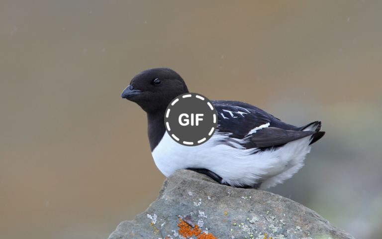 Sang Penjelas Arktik Yang Tangguh » Dashofinsight Sang Penjelas Arktik Yang Tangguh » Dashofinsight