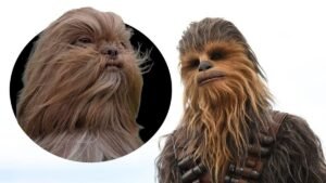 From Chewbacca the dog to Ed Sheeran the cat: Why pet lookalikes go viral