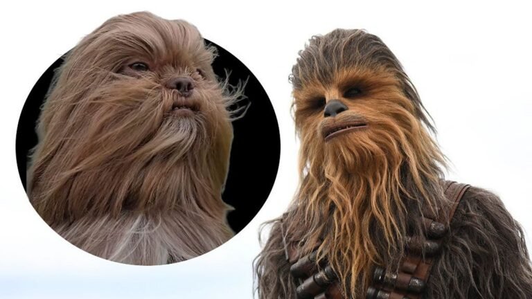 From Chewbacca the dog to Ed Sheeran the cat: Why pet lookalikes go viral