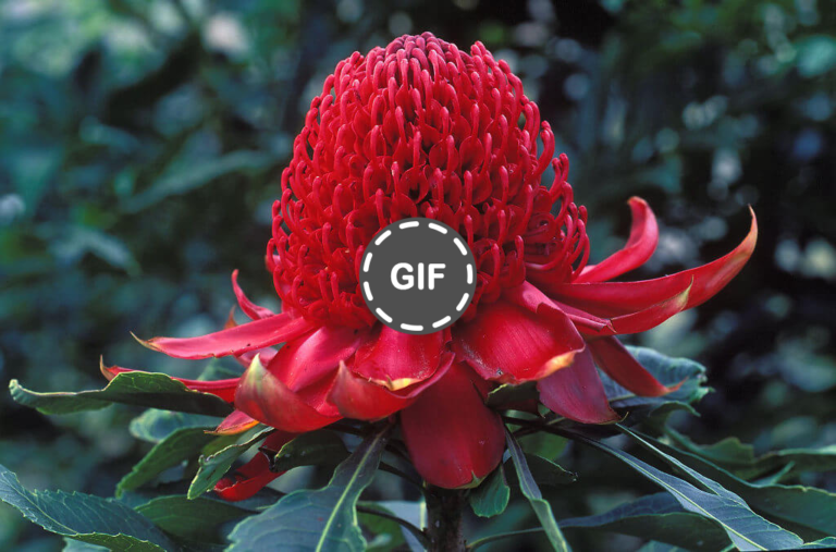 Simbol Ketenangan Dari Australia » Dashofinsight