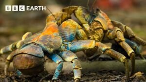 Enjoy Three Hours of Free Nature Videos Narrated by David Attenborough Enjoy Three Hours of Free Nature Videos Narrated by David Attenborough