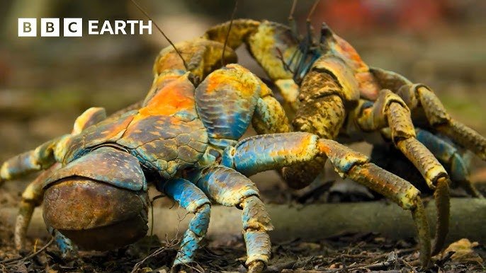 Enjoy Three Hours of Free Nature Videos Narrated by David Attenborough Enjoy Three Hours of Free Nature Videos Narrated by David Attenborough