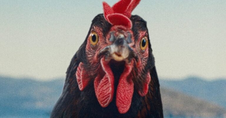 Hen review – a strange, uniquely compelling film