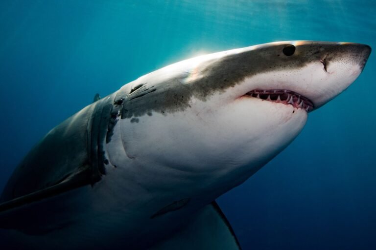 Surfer, 20, Says Shark Mauled Him and Dragged Him Under Water. Here’s How He Escaped the Terrifying Attack Surfer, 20, Says Shark Mauled Him and Dragged Him Under Water. Here’s How He Escaped the Terrifying Attack