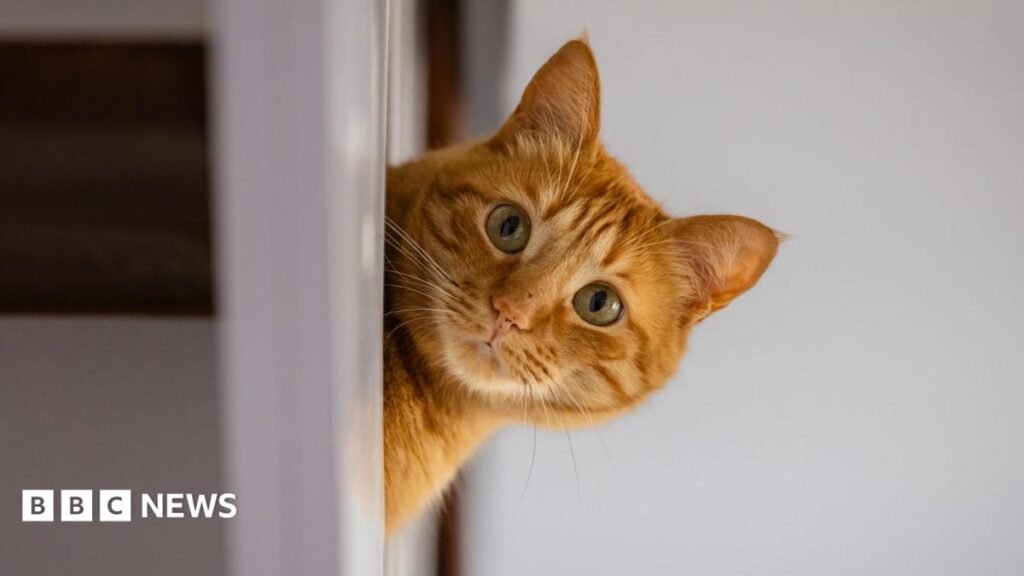 Rental searches for pet friendly properties drop after law change Rental searches for pet friendly properties drop after law change