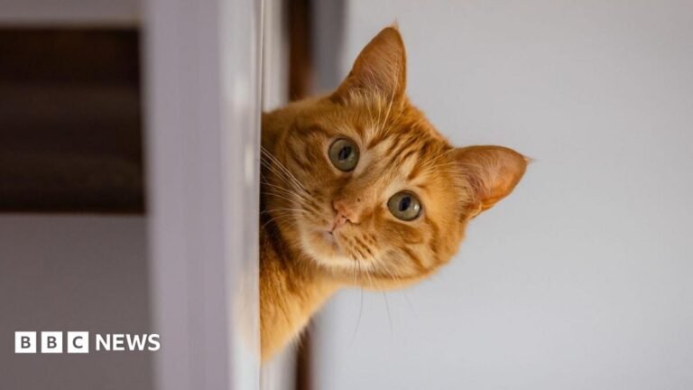 Rental searches for pet friendly properties drop after law change Rental searches for pet friendly properties drop after law change