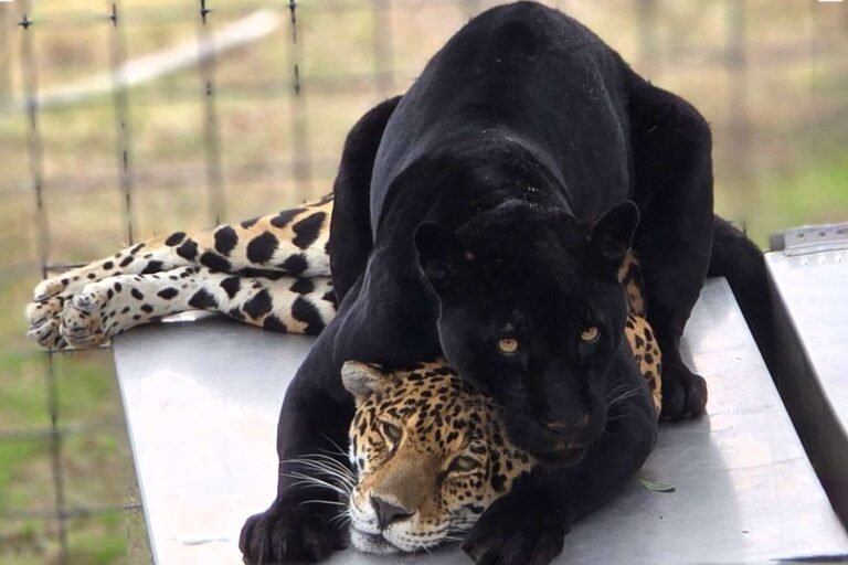 Rare Black Jaguar Dies After Sustaining a Snake Bite at a California Nonprofit