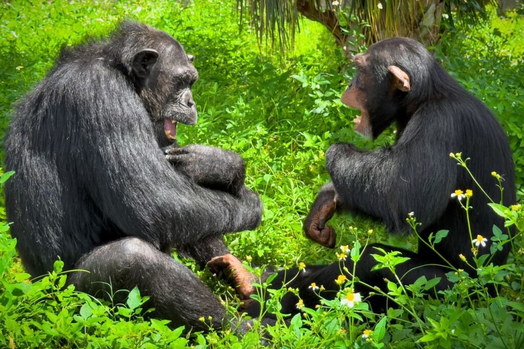 Tommy Lee Treats Rescue Chimp to Private Concert the Rock Icon Says He’ll ‘Never Ever Forget’ (Exclusive)