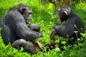 Tommy Lee Treats Rescue Chimp to Private Concert the Rock Icon Says He’ll ‘Never Ever Forget’ (Exclusive)