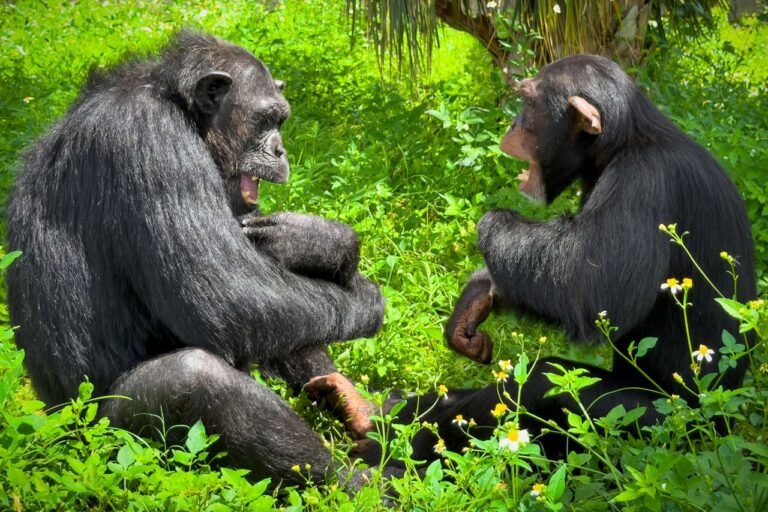Tommy Lee Treats Rescue Chimp to Private Concert the Rock Icon Says He’ll ‘Never Ever Forget’ (Exclusive)