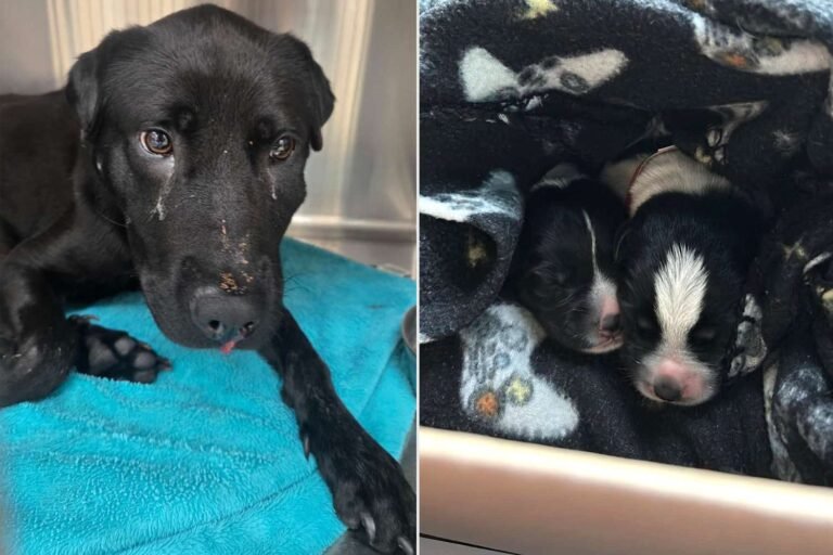 Dog Gives Birth to 5 Puppies After Getting Shot in the Face and Nurses ‘Those Babies When She Could Barely Breathe’