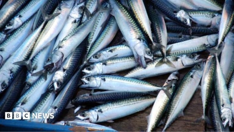 ‘Skimpflation’ warning as tinned mackerel alternative hits more supermarket shelves ‘Skimpflation’ warning as tinned mackerel alternative hits more supermarket shelves